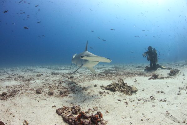 Caribbean Dive Business for Sale? Smart Guide 2026 1 Caribbean dive business for sale - diver near a hammerhead shark underwater