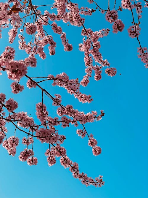 Gratis lagerfoto af blå himmel, blomster, blomsterfotografering