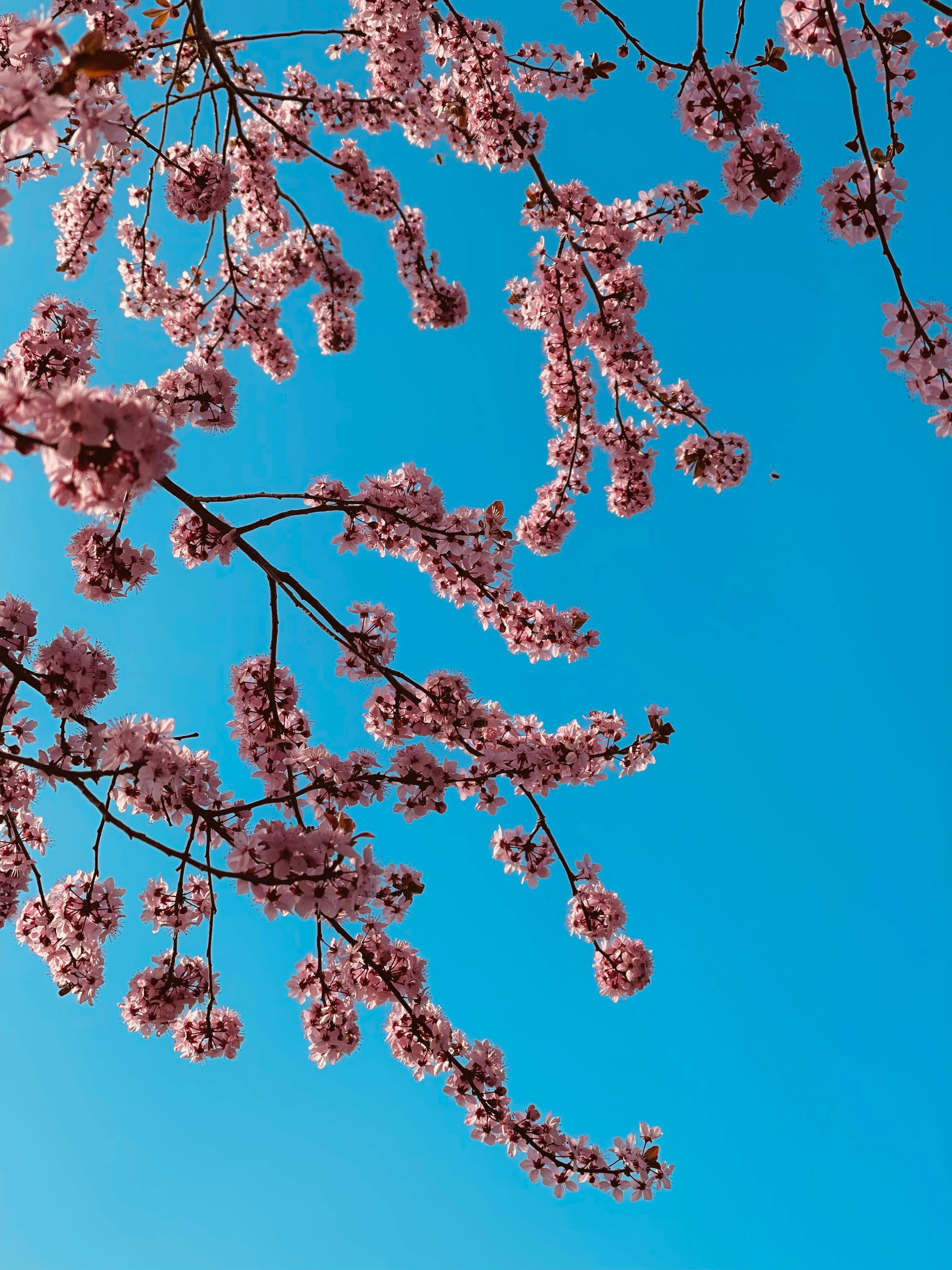 春天的樱花树高清图片-千叶网