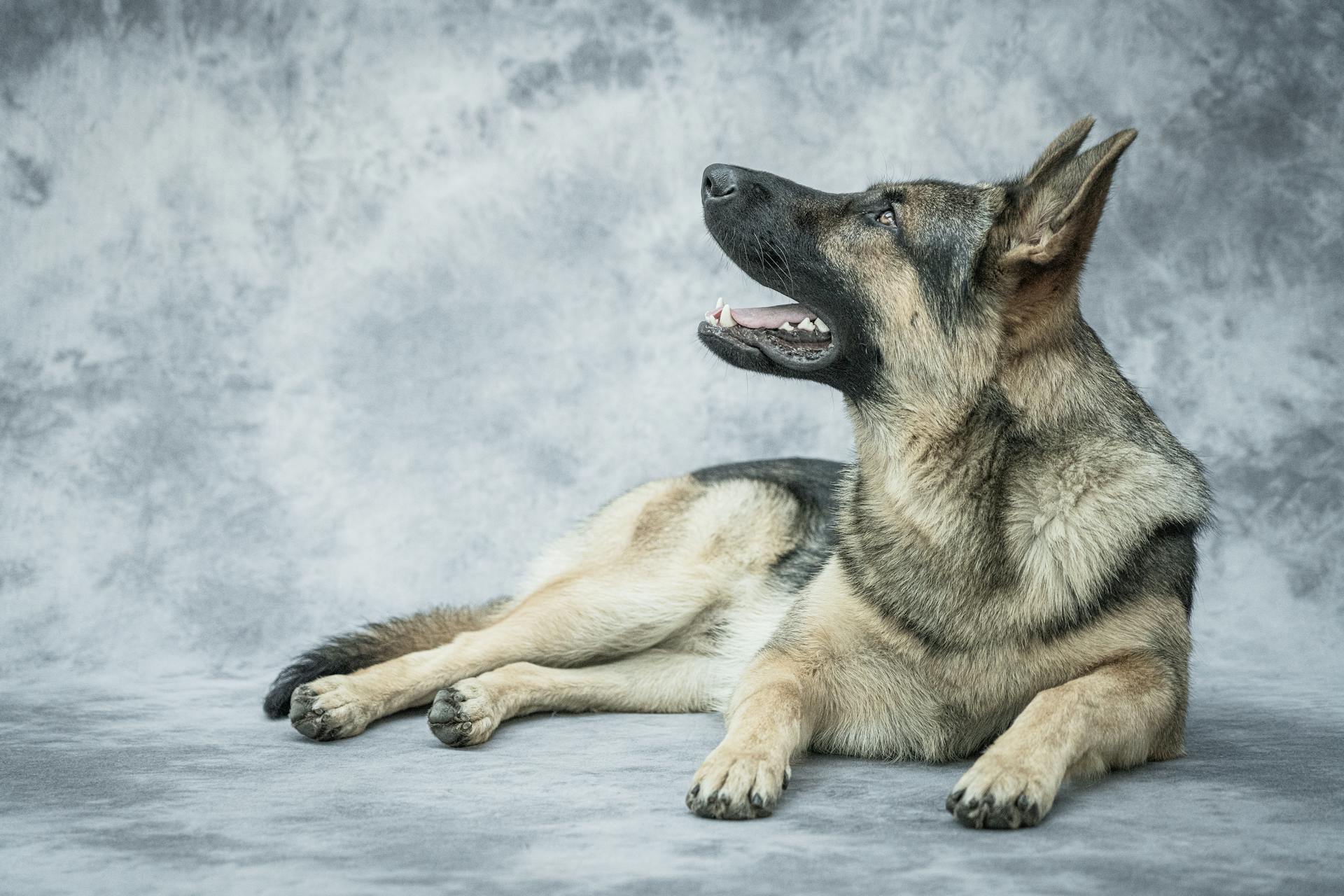 Le berger allemand sur fond gris