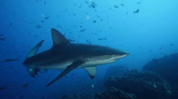 A vivid underwater close-up of a shark swimming in the Galápagos Islands' marine haven.