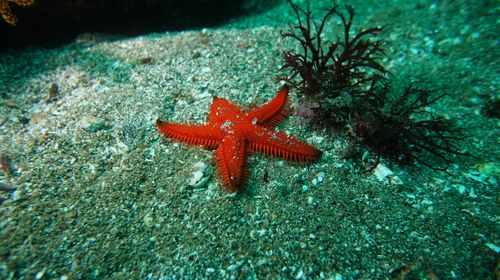 Free Underwater photo of a red starfish on the sea floor in Galápagos Islands. Stock Photo