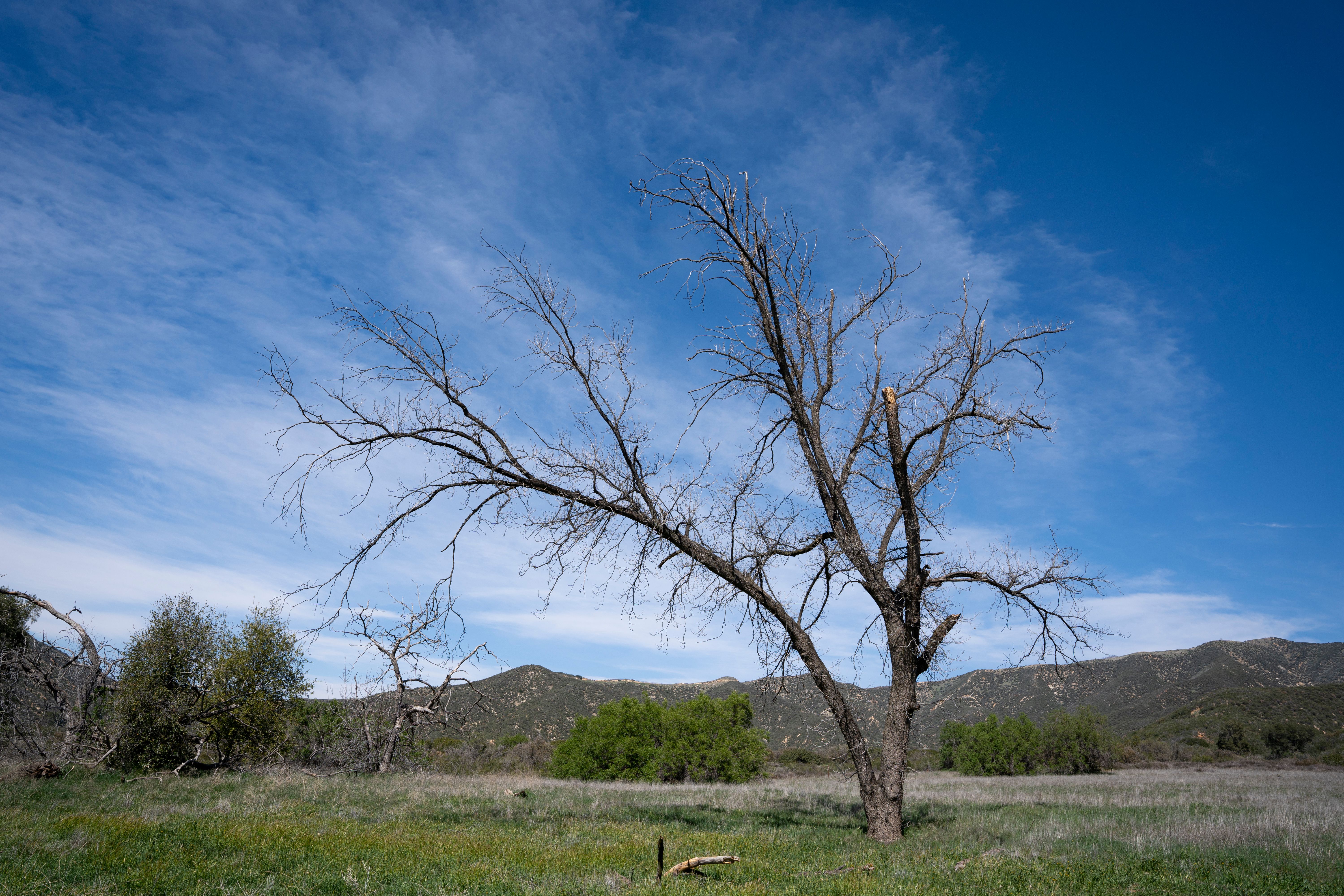 Bare Tree on Grass Field under Blue Sky · Free Stock Photo