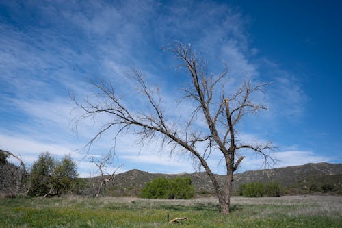 Foto d'estoc gratuïta de a l'aire lliure, arbre nu, camp