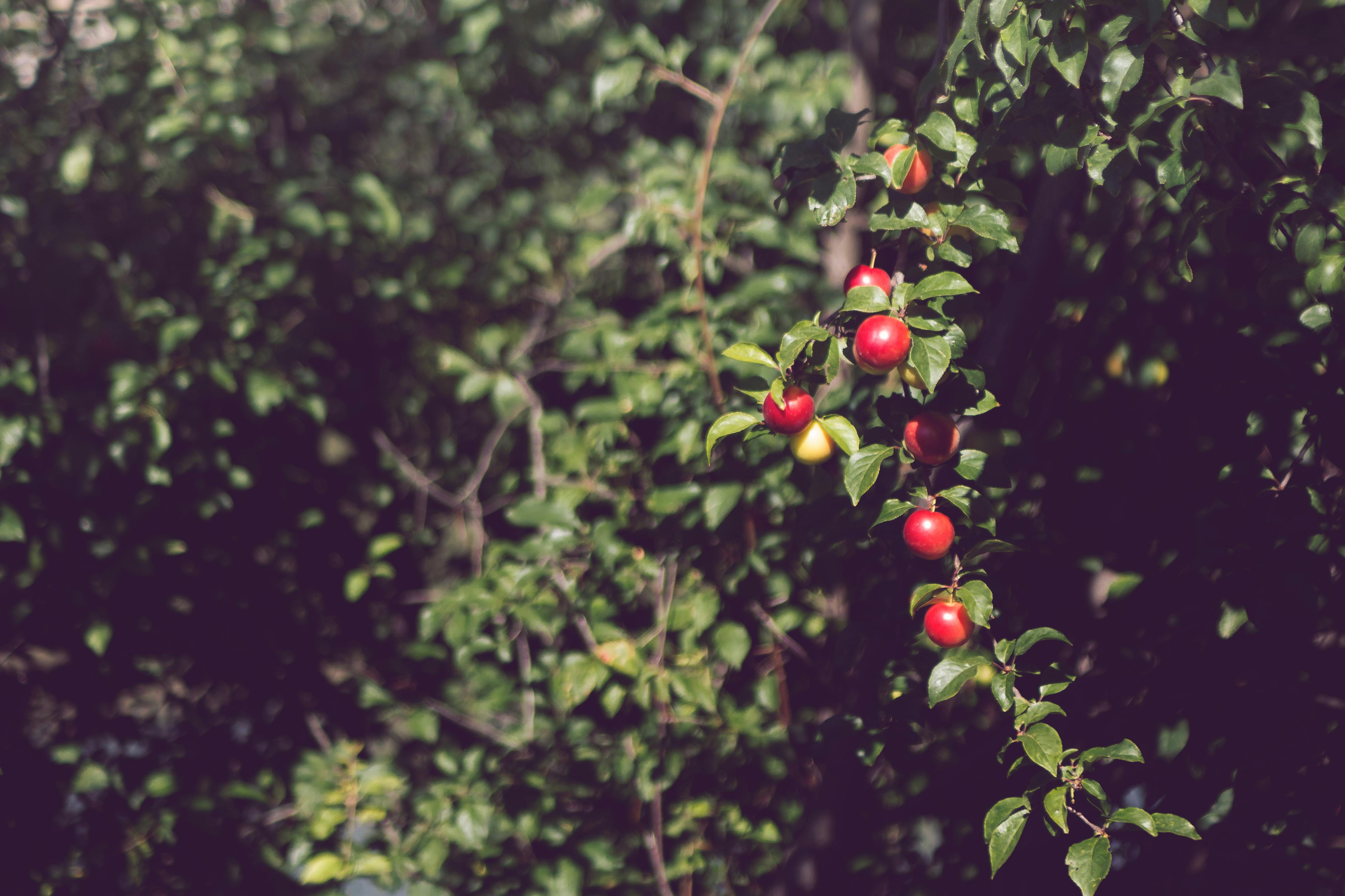 red round fruit during daytime