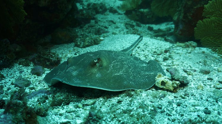 A Stingray On The Coral Reef