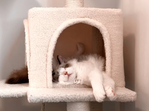 A White Cat Sleeping in a White Cat House