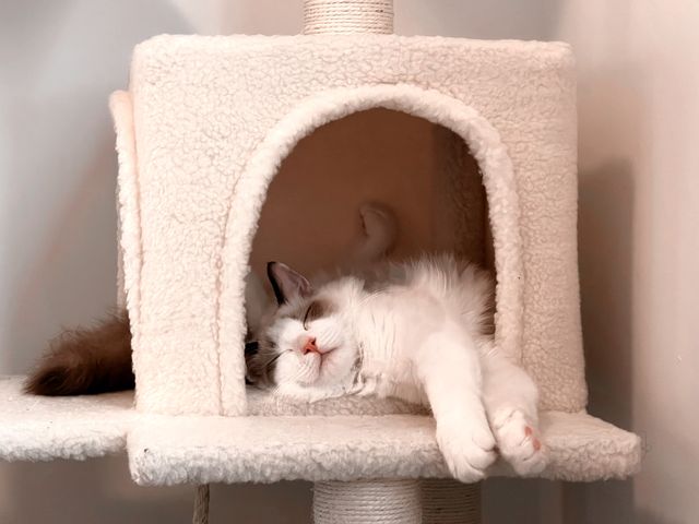 Illustrative stock photo: FDW 54" Cat Tree Tower