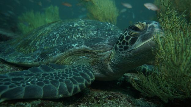 Snorkel with sea lions and turtles — Galápagos