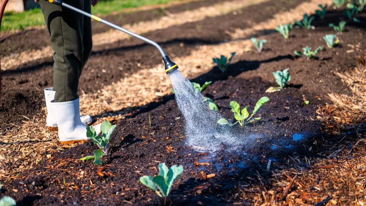 Mulch for Vegetable Gardens: What to Use and Where to Stop Watering vegetable seedlings in a mulched garden bed