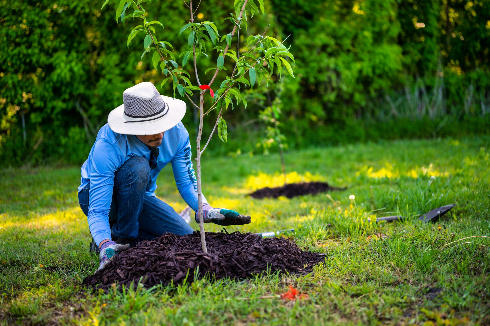 mulched base of fruit tree