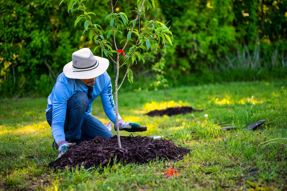 Man planting a tree outdoors in sunlight