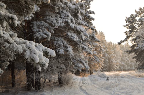 Kostnadsfri bild av frost, gångstig, landskap