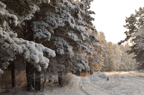 Free Serene snowy forest path capturing the peaceful essence of winter landscapes. Stock Photo