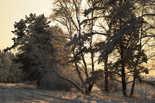 Безкоштовне стокове фото на тему «дерева, Захід сонця, земля»