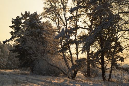Free A tranquil winter scene with snow-covered trees illuminated by a soft sunrise glow. Stock Photo