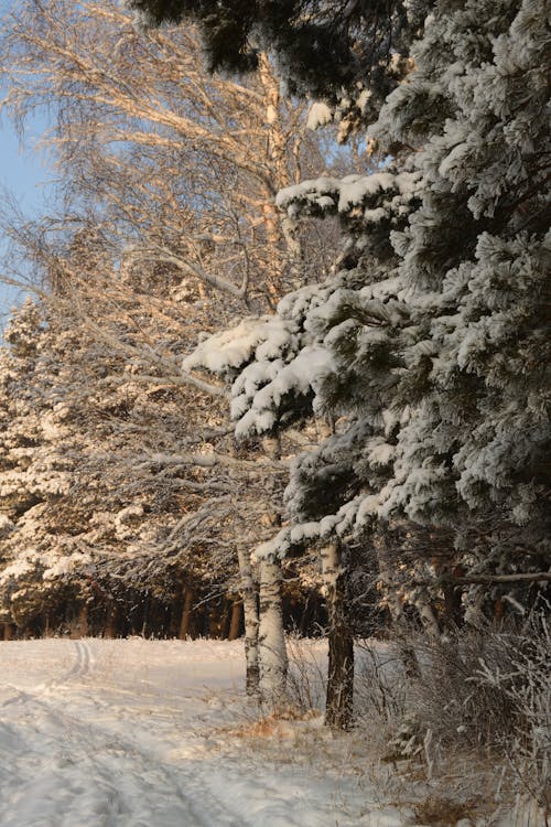 grátis Foto profissional grátis de ao ar livre, árvores, com frio Foto profissional