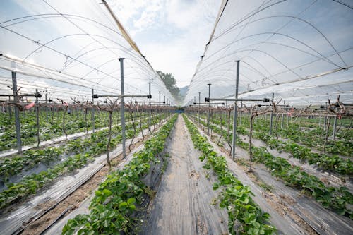 Foto stok gratis agrikultura, barisan, hortikultura