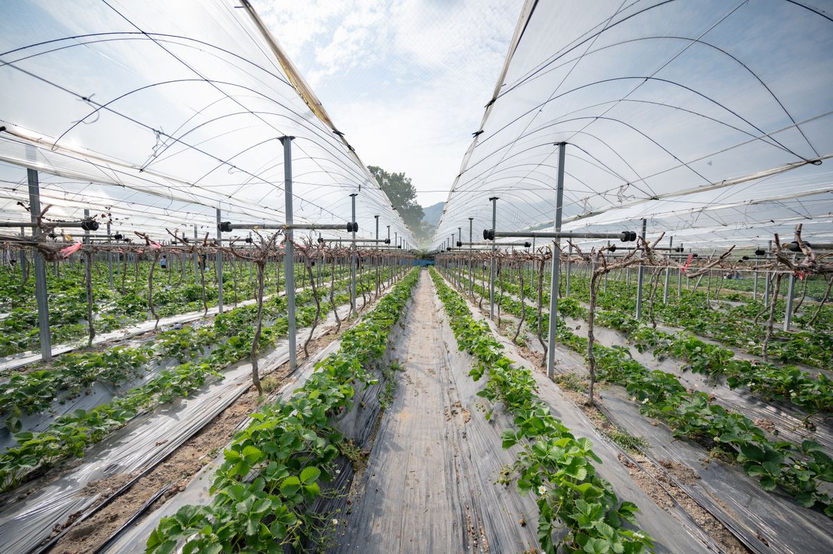 Crop protection canopy / netting