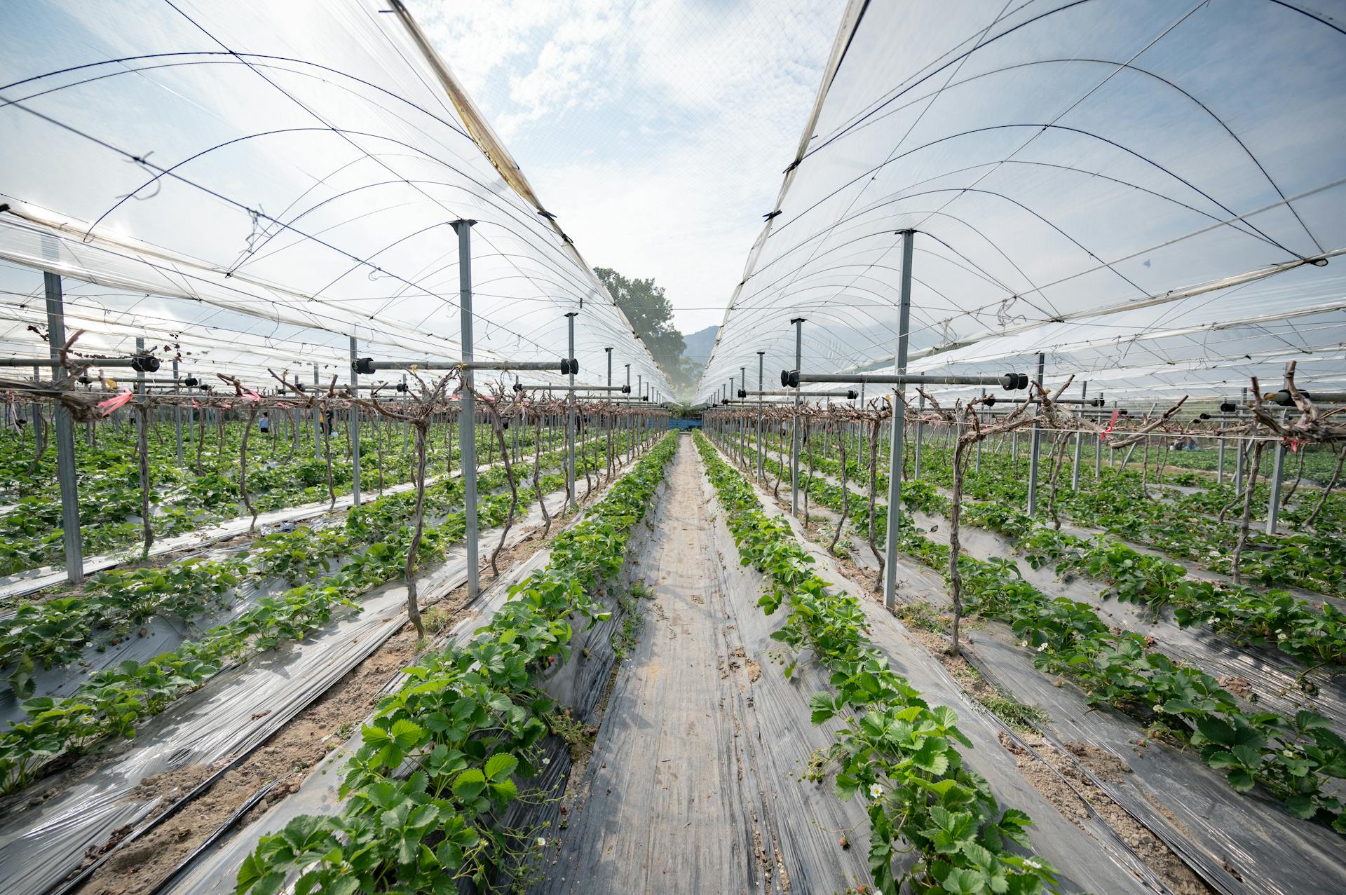 A modern greenhouse for strawberry cultivation with rows of plants under protective nets.