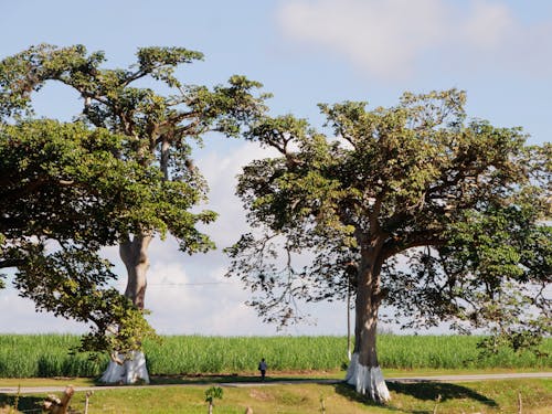 Ücretsiz ağaç gövdeleri, ağaçlar, arazi içeren Ücretsiz stok fotoğraf Stok Fotoğraflar