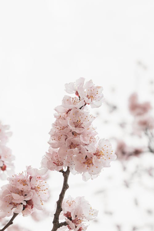 Fotobanka s bezplatnými fotkami na tému biele kvety, čerešňové kvety, hĺbka ostrosti