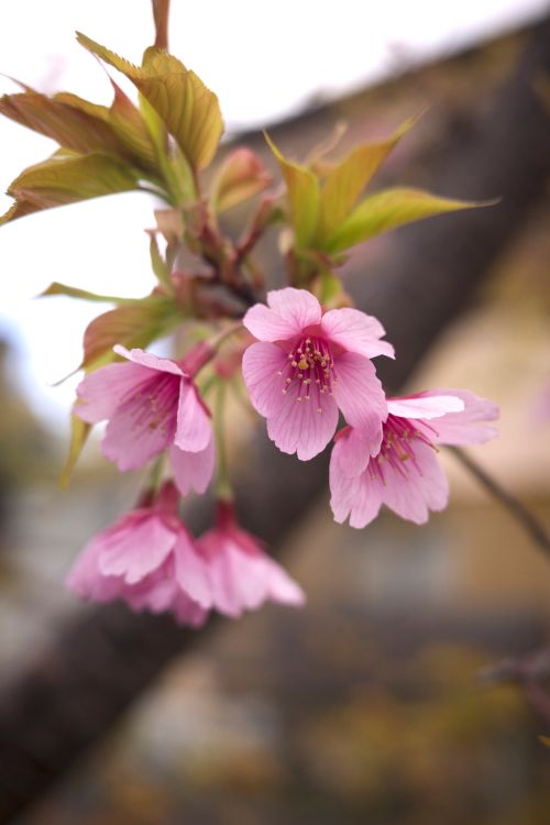 Free Beautiful pink cherry blossoms in full bloom, captured in a close-up shot outdoors. Stock Photo