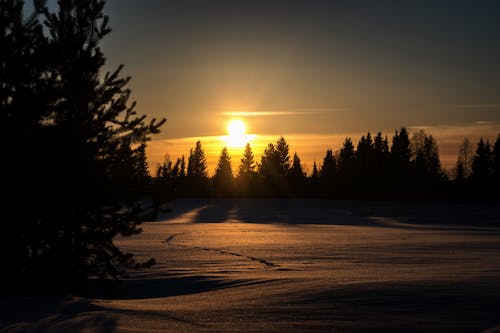Silhouette of Trees on Snow Field during Sunset