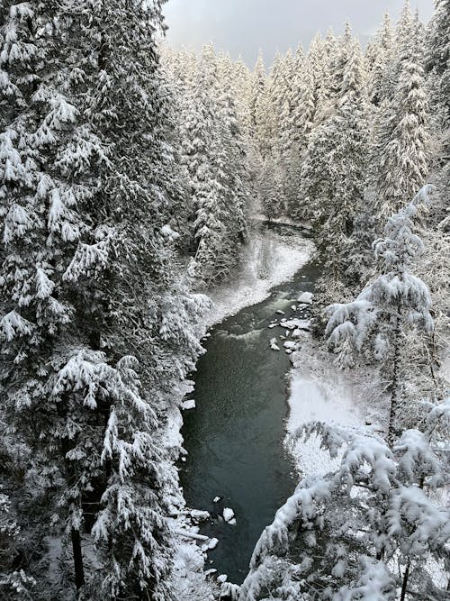 A River in the Forest During Winter 