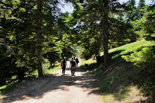 People Walking on Pathway Between Green Trees