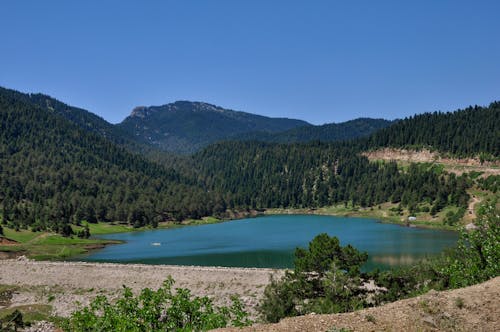 Green Trees Near Lake Under Blue Sky