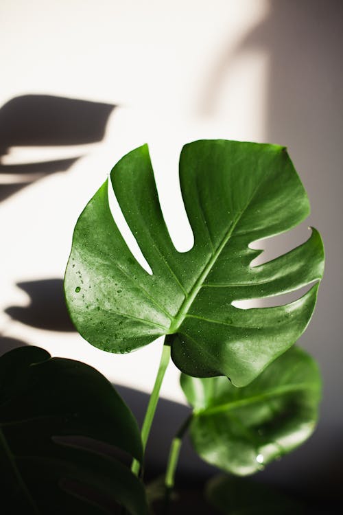 Free Close-Up Shot of Green Leaf Stock Photo