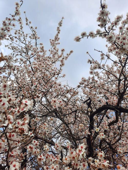 Cherry Blossom Tree Under Blue Sky