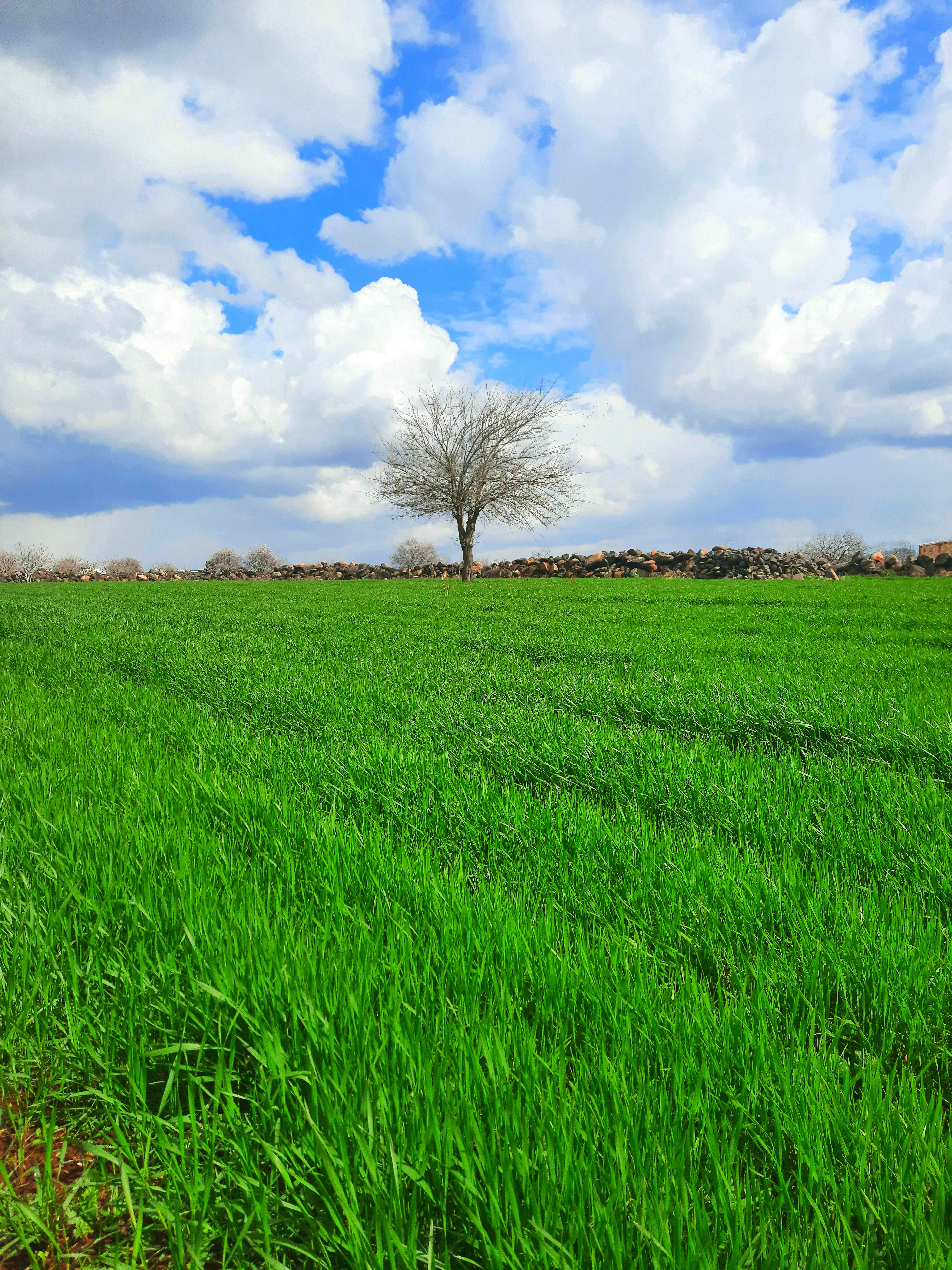 A Field of Grass under a Cloudy Sky · Free Stock Photo