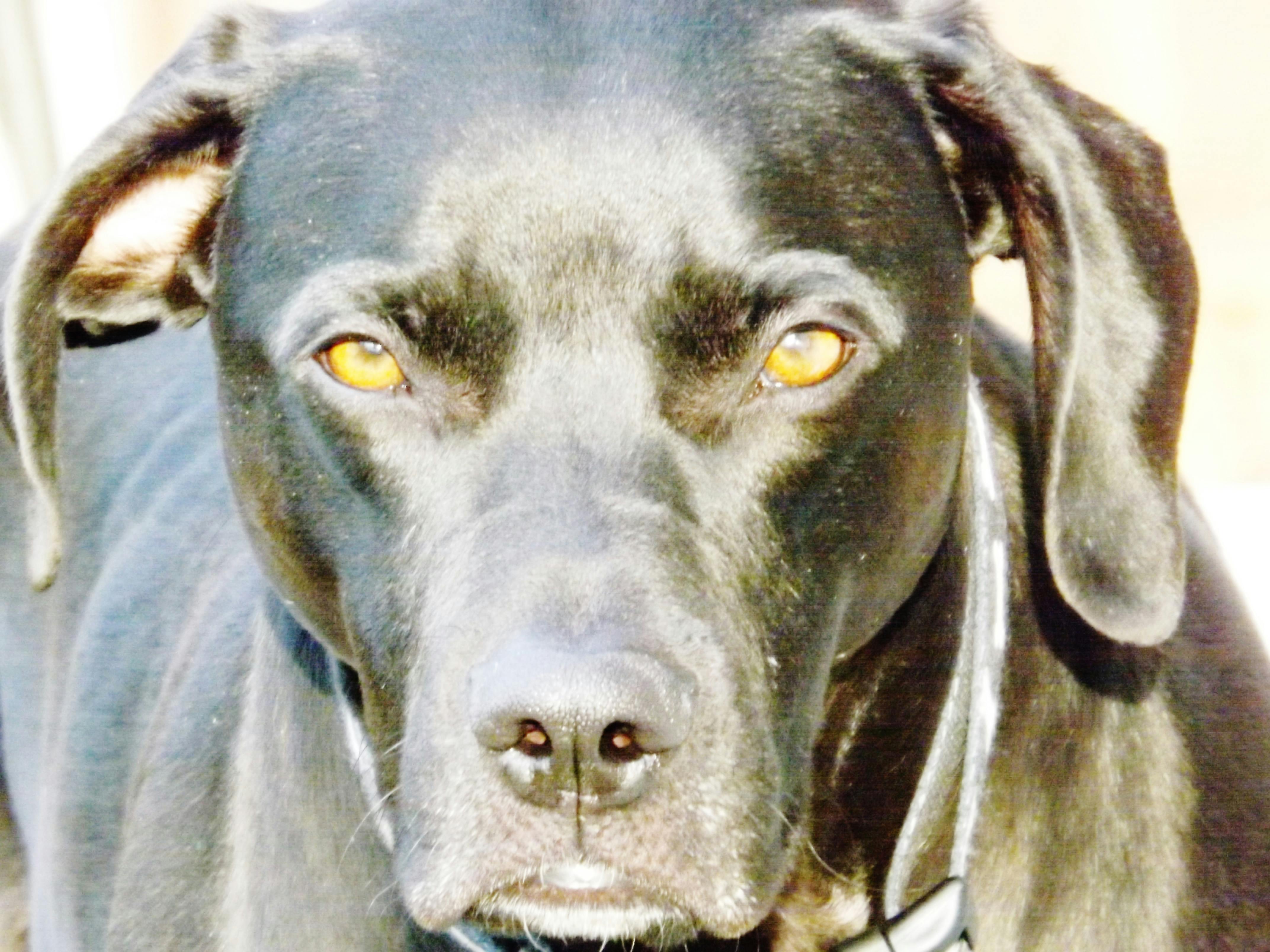 Free stock photo of black dog, brown eyes, dog