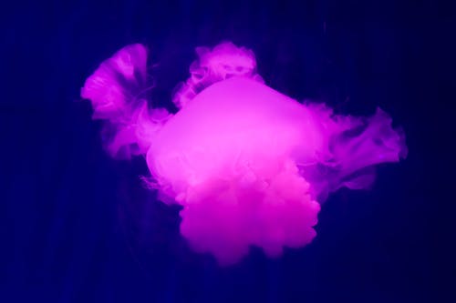 Бесплатное стоковое фото с медуза, освещенный, подводный