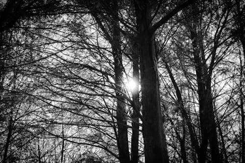 bezplatná Základová fotografie zdarma na téma černobílý, hustý, kmeny stromů Základová fotografie