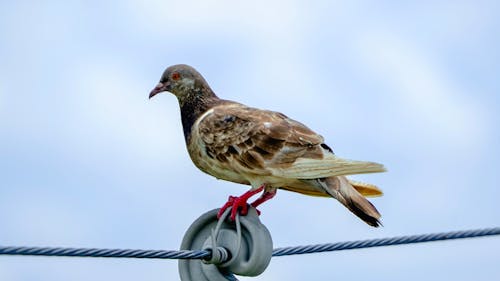 Free Brown and Black Bird on Black Metal Wire Stock Photo