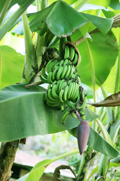 Free banana Fruits on Tree Stock Photo