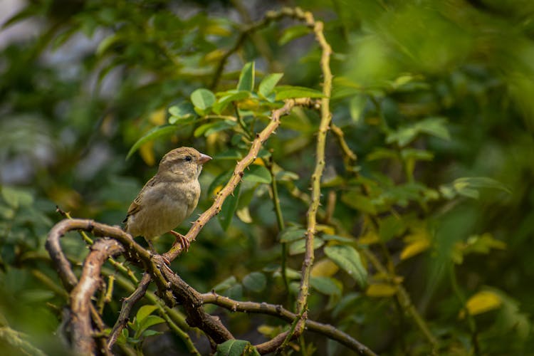 Sparrow Sitting On Thorn Vine