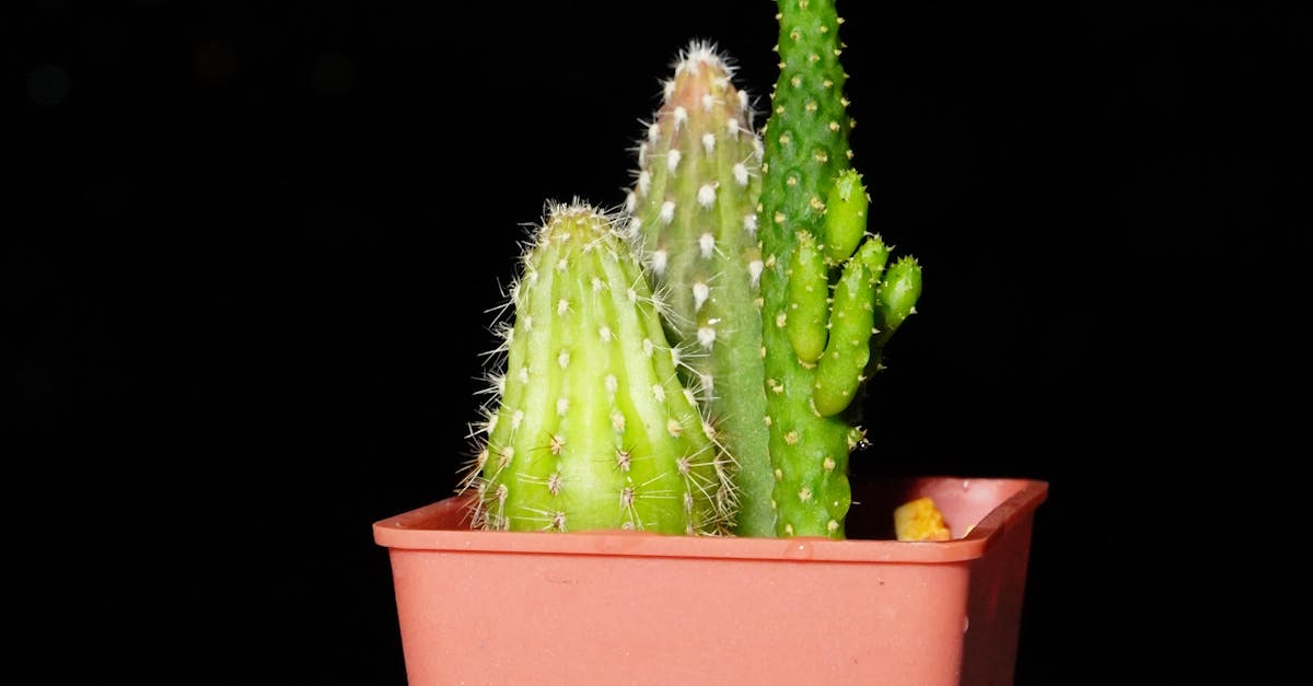 How often should you water a cactus in a pot