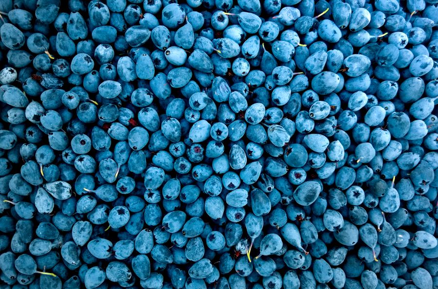 Fresh bilberries — a European relative of the blueberry, the source of the anthocyanoside compounds studied for retinal microcirculation