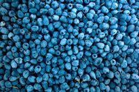 Cranberry extract supplement oral health