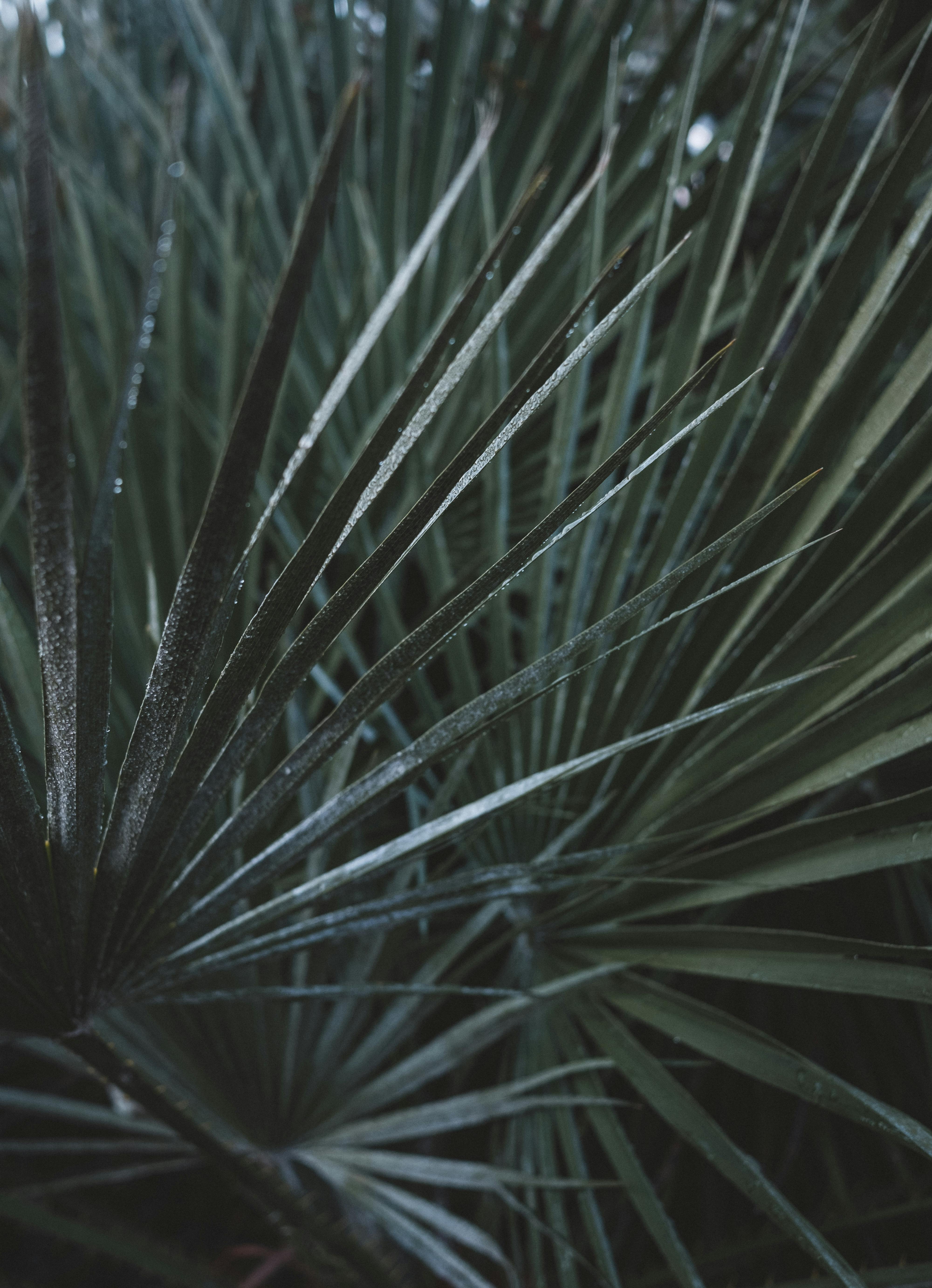 Green and Purple Plant Leaves &middot; Free Stock Photo