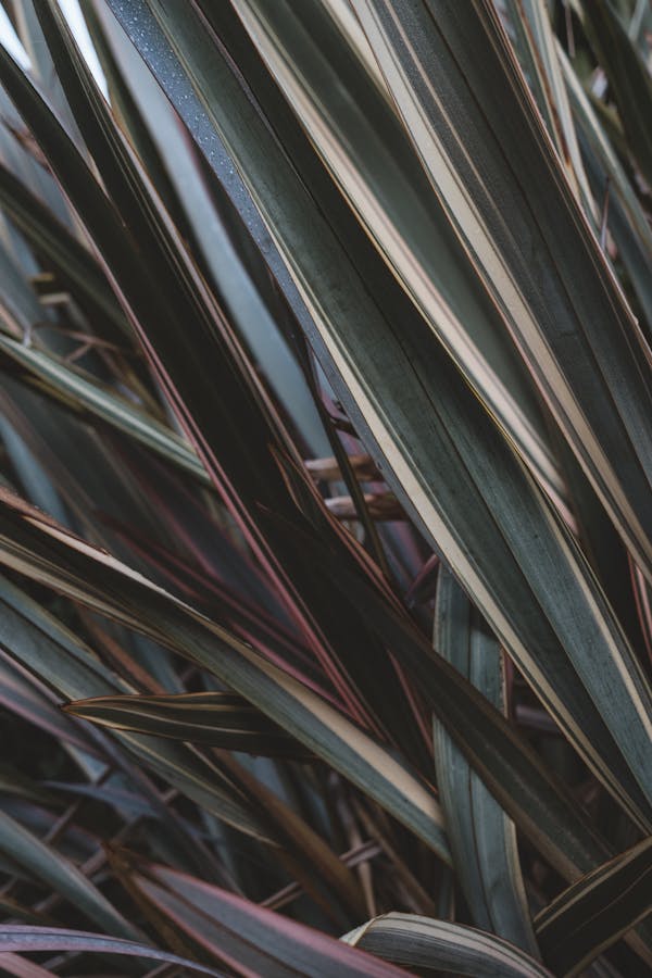 Green and Black Leaf Plant