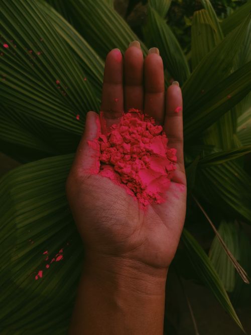Free A hand holding vibrant pink powder against green leaves, symbolizing the Holi festival. Stock Photo