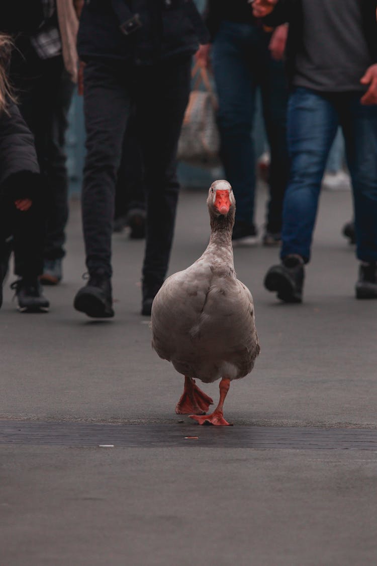 Grey Duck Walking Through Streets With People Behind