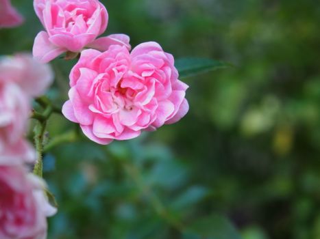 Pink Flowers in Close Up Photography