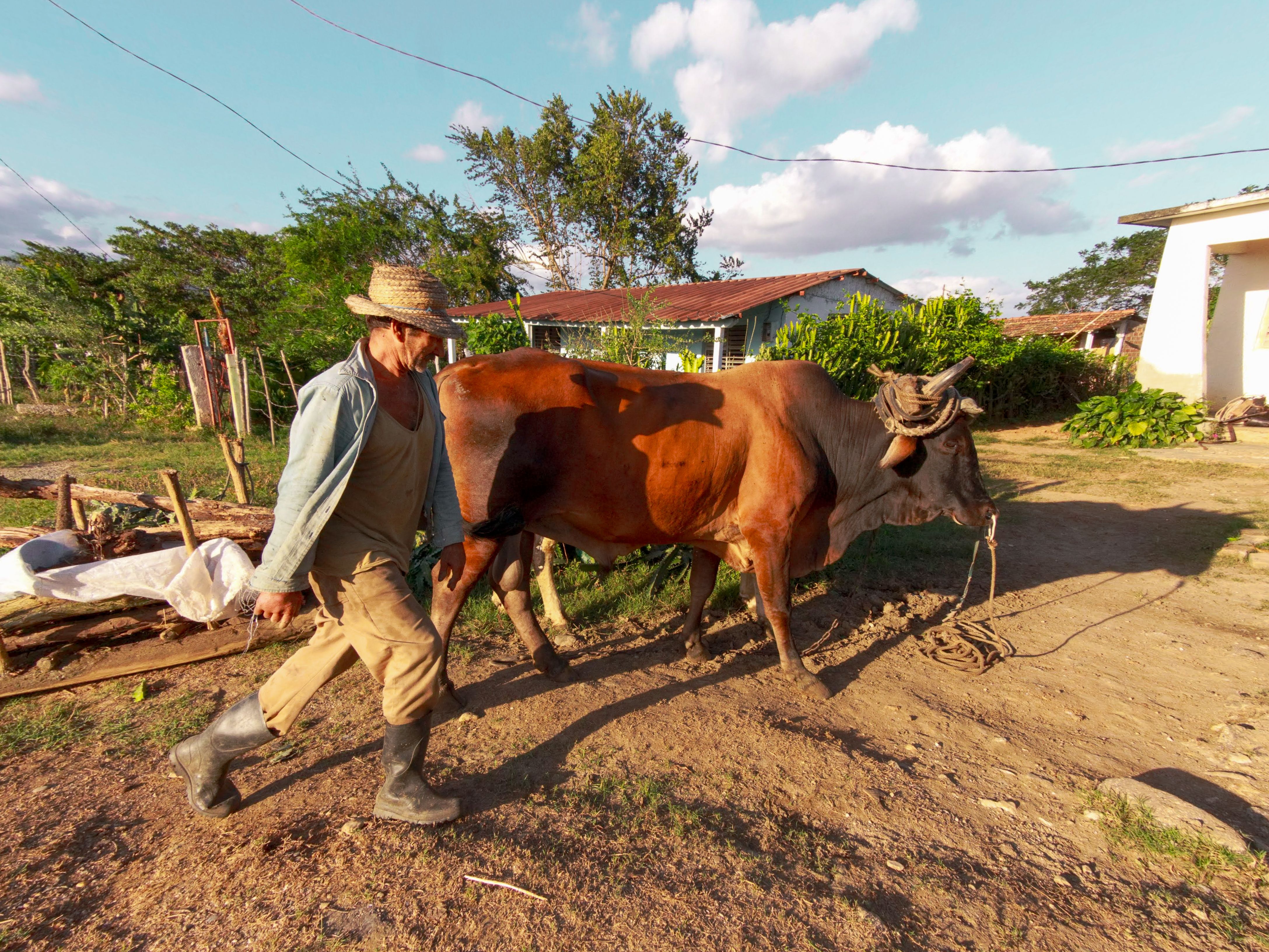 Fotomural Un granjero liderando un toro a través de un entorno rural bajo cielos despejados.