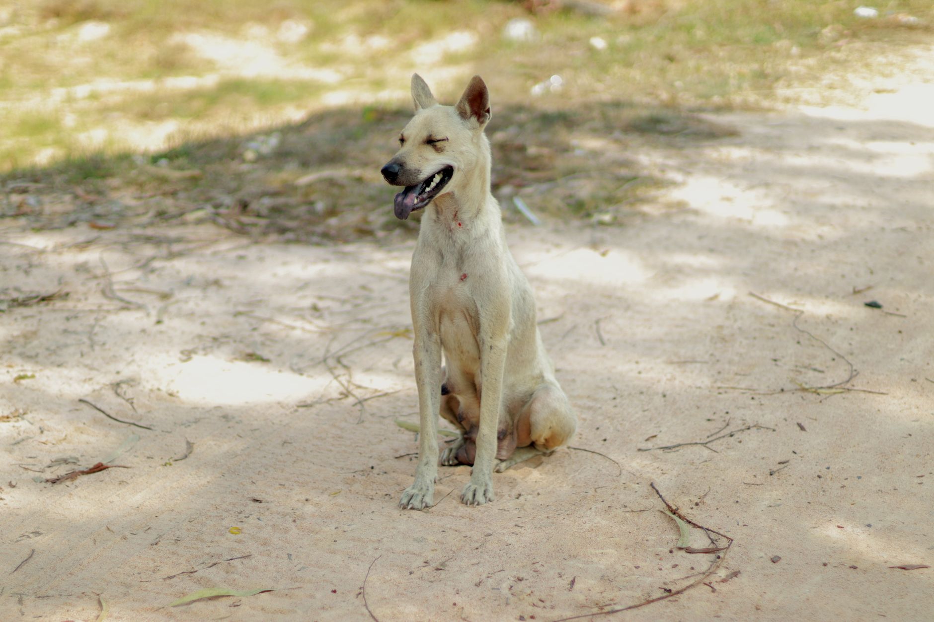 Portrait of a dog at a veterinary clinic